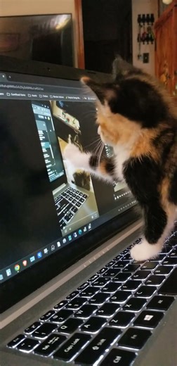 Inception Kitten #blenderrookie #kitten