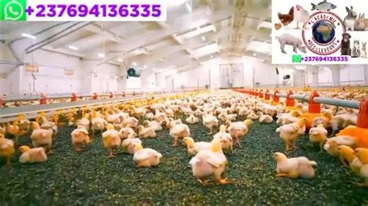 4.1K views · 70 reactions | COMMENT ÉCRIRE UN BON BUSINESS PLAN COMME...