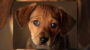 Local shelters come together to help homeless animals