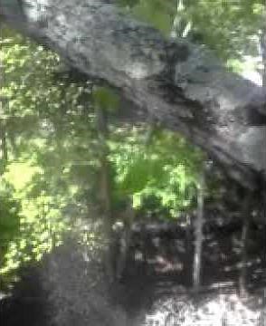 Tree limb snap,jump cut. TLC