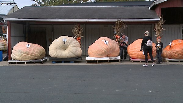 Local pumpkin contest winner 18 lbs shy of world record holder