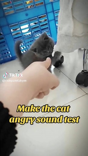 It will make the cat explode and angry. 😂#cat #pet #funny #kitten #foryou #fypシ