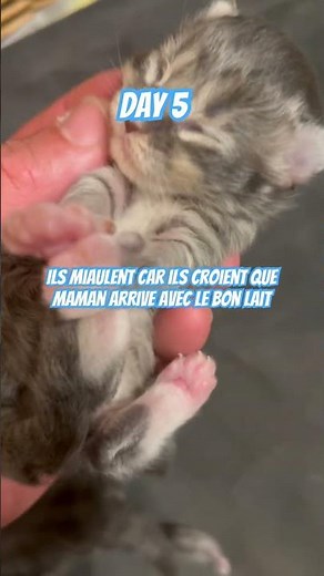 Chatons de 5 jours Maine Coon trop mignon ! Miaule pour téter maman #cat