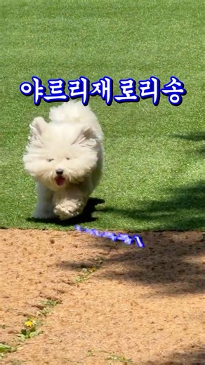 야르리재로리송🎶 야르송