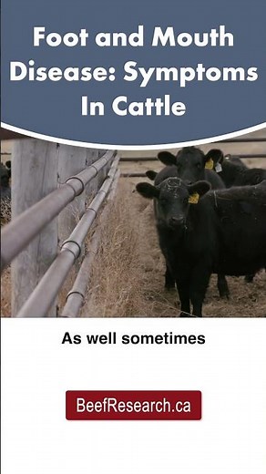 What are the symptoms of Foot and Mouth Disease in cattle? #beefcattle #cattledisease