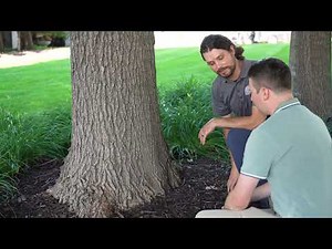 Benefits of a Tree Management Plan