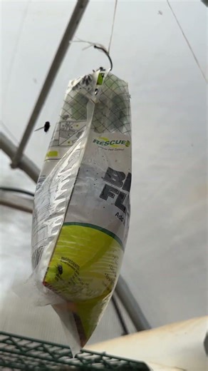 Rescue! Outdoor Disposable Hanging Fly Trap - 6 Traps #ad #amazoninfluencer