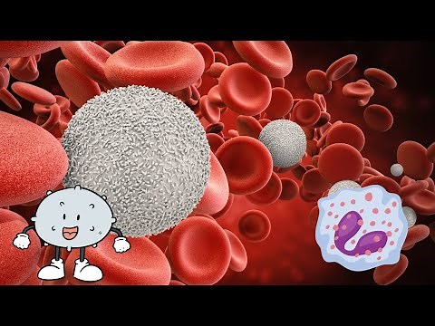 Understanding White Blood Cells and Their Role in the Immune System (5 Minutes)