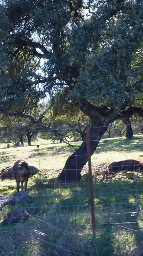 🌿 Castilblanco de los Arroyos no es solo un lugar en el mapa: es nuestra casa, nuestro origen y la esencia de SAAR. Sus calles, su entorno natural y su gente nos inspiran cada día para trabajar con cercanía y respeto. Así es vivir donde la calma y la naturaleza se encuentran 🏡 🫱🏻‍🫲🏼 ✉️ Escríbenos y déjanos acompañarte en este camino. | SAAR Inmobiliaria