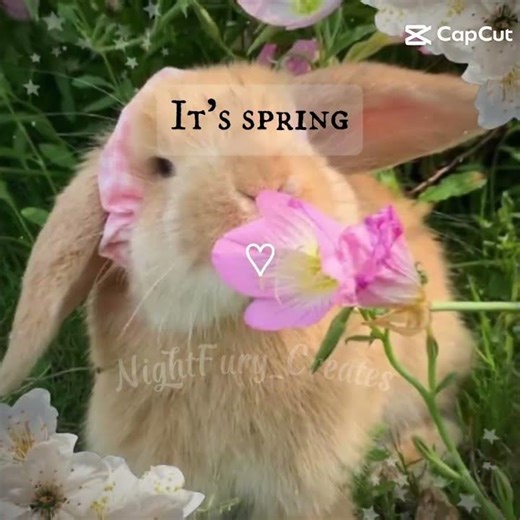 it's spring time!!! #spring #springonshorts #springvibes #springtime #bunny #bunnies #flowers
