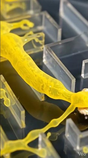 How does slime mold solve a maze to find food?