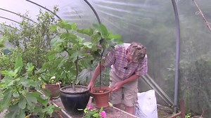 Fig Tree Care: How To Grow Fig Trees In Your Home Or Garden