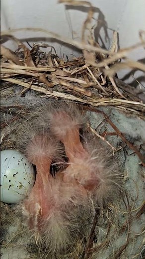 fraggle rock stage all in a 24 hour span #babybirds