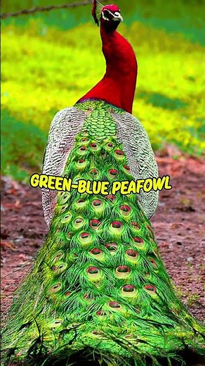 Top 5 Most Beautiful Peacock Breeds in the World 🦚✨