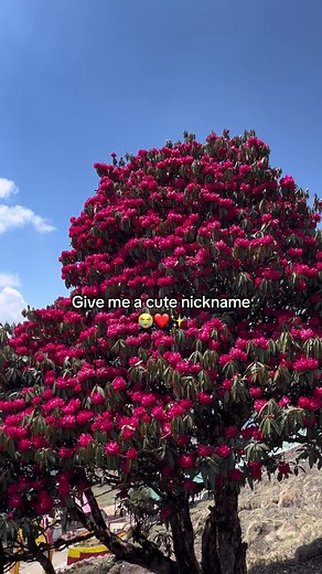 Give Me a Cute Nickname Request