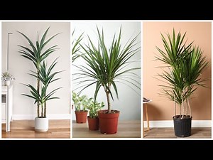 Dracaena Care Made Easy! Types & Growing Tips for a Thriving Plant.
