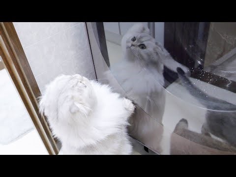 Finally, a washing machine that can handle kitten hair has arrived! Will cat families accept it?