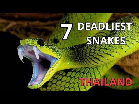deadliest snakes of thailand and how to identify them