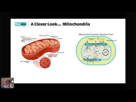 AP Biology - Unit 2 Review: Cell Structure & Function