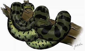 Bolivian Anaconda