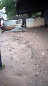 329K views · 5.9K reactions | Nous espérons que vous avez écouté la vidéo du combattant Dozo que nous avons publié il y'a un instant. Il a parlé hier dimanche 24 août 2025,et le crocodile a apparu aujourd'hui lundi 25 août 2025. Rien n'est au hasard dans la tradition. Bientôt la fin du terrorisme. #Yacoubakaboré Jeunesse Consciente et Patriote. | Yacouba Kaboré | Facebook