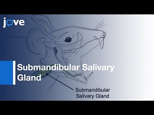 Submandibular Salivary Gland Cannulation via Wharton's Duct | Protocol Preview