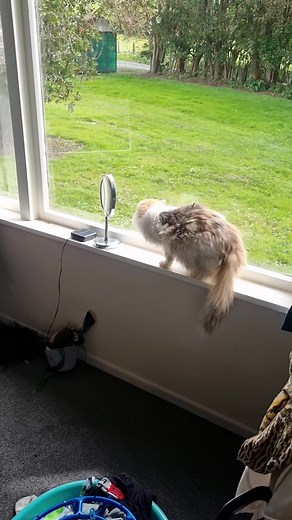 Magpies Fighting Outside Window