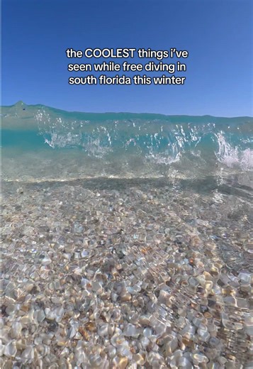 Winter Underwater Wonders: Favorite Diving Moments