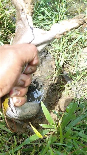 Catch a python snake