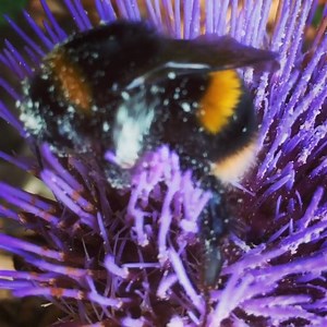 9.2K views · 483 reactions | Bumblebees love cardoon flowers! Thank you to Nisha, who works on our farm in Peterborough, for this fantastic video of a bee rummaging around for the flower's rich nectar, covering itself in pollen as it goes. | Riverford | Facebook