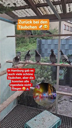 Auch in Hamburg gab es ein paar hübsche Täubchen #teamweis #brieftauben #pigeon #hh #olr #birds