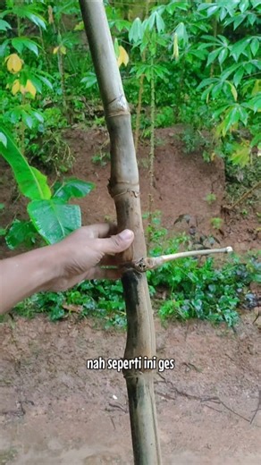Bambu combong Rospen Seperti ini mitosnya sangat ampuh untuk kekayaan!