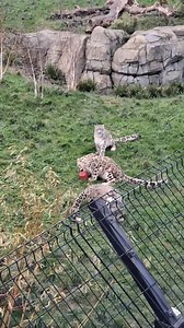 5.3K views · 110 reactions | Welsh Mountain Zoo on Reels | Facebook