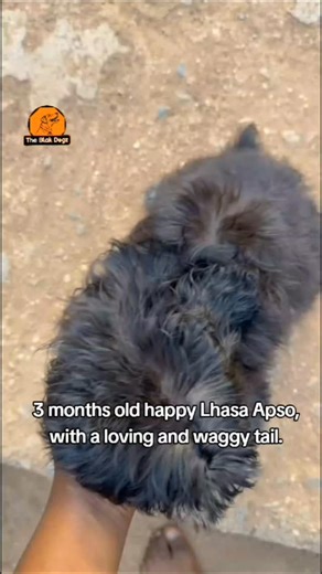 THE BLAK-DOGZ on Instagram: "Lhasa Apso puppy. #puppylove #fyp #petparent #lhasaapso #malteseoftiktok"