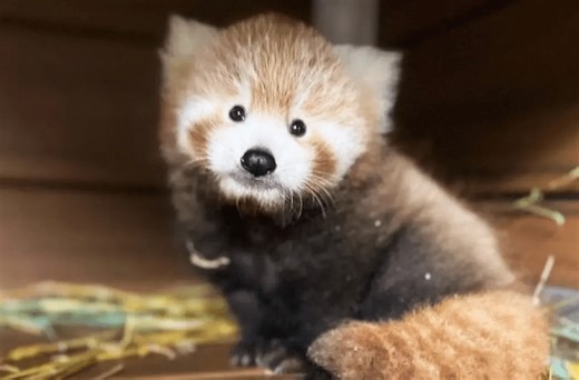 ‘Fluffy surprise!’: Red panda born at Cleveland Metroparks Zoo has a name