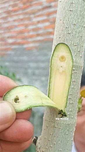 Very simple beautiful grafting technique 🌿🌳 #plants #garden #gardening #nature #craft #diy #grafting