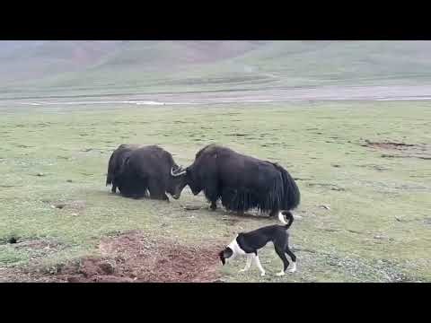 Yak Refuses to Leave Rival Territory | Real High Mountain Wildlife Documentary(No Human Involvement)