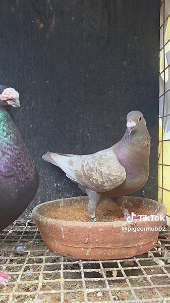 Exploring the World of Pigeons: Kalapatids 101