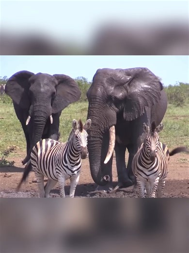 See more >> https://live105media.com/?p=694 | Elephant Supporter