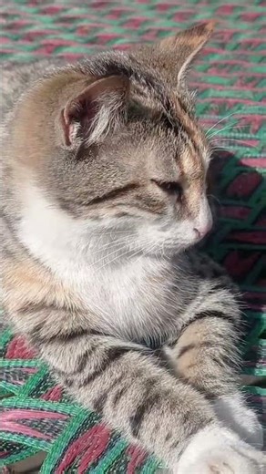 Cat Reaction That Will Shock Every Cat Lover 😱🐱