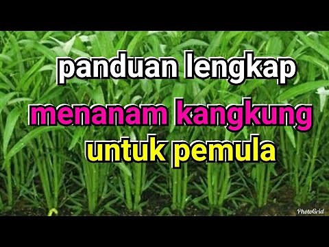 A complete guide to growing kale for beginners