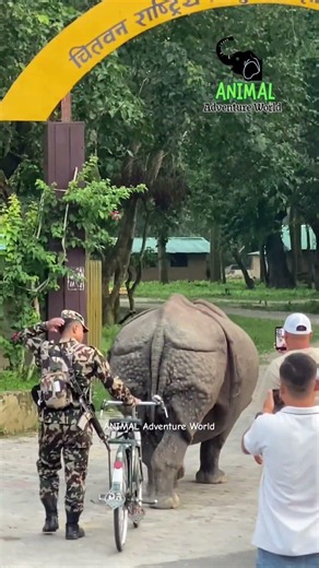 Entry of one horned rhinoceros inside national park office #rhino #rhinoceros #saverhino #wildlife