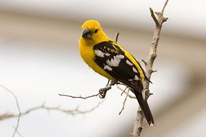 Southern yellow grosbeak - Alchetron, the free social encyclopedia