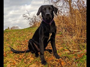 Borador 3 - 6 Month Growth // Dixie The Labradollie // Wanderlust Heart Media