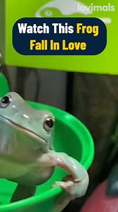 11K views · 130 reactions | He loves his tall wife 凉 | Lovimals | Facebook