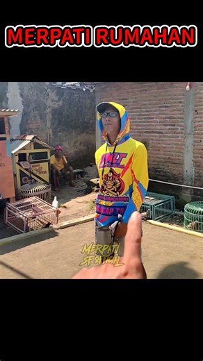 MERPATI RUMAHAN #burungmerpati #merpati #pecintamerpati