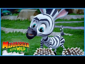 Marty Tells the Hedgehogs! 🦔🦓 | DreamWorks Madagascar