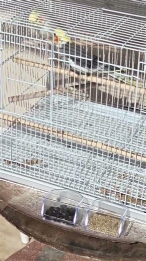 mon calopsitte chante et danse