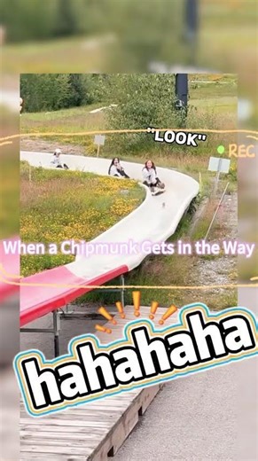 When a Chipmunk Gets in the Way#funny#shorts#pov#humor