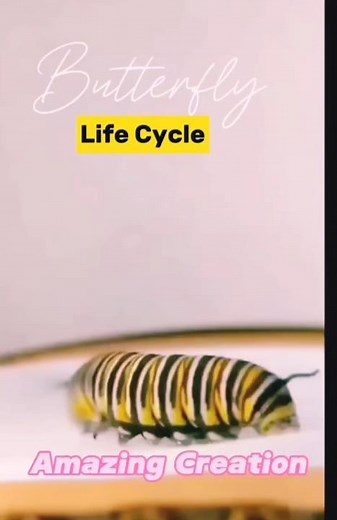 Witness the Miracle: Butterfly Life Cycle Time-Lapse"#biology #zoology #entomology